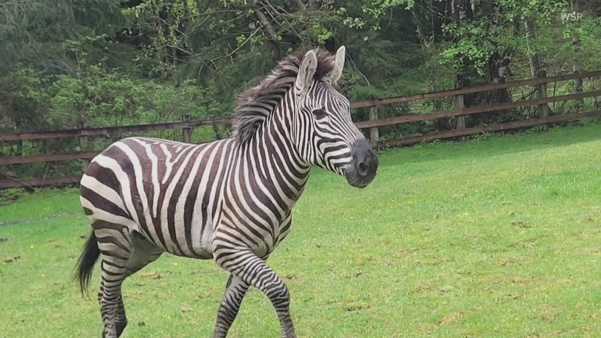 Three of the four zebras that escaped a trailer in North Bend on Sunday have been captured.