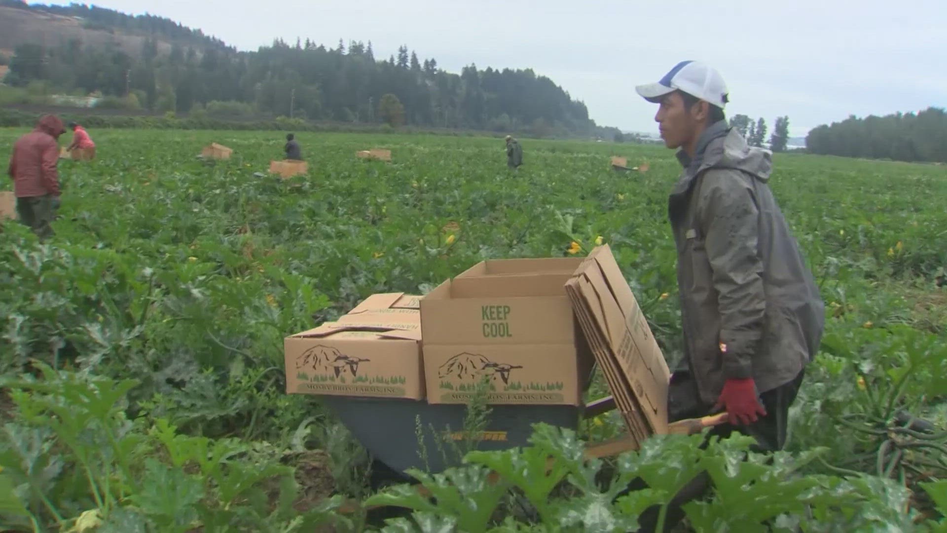 Starting this month, farmers will be required to pay workers overtime when they log more than 40 hours a week. It has resulted in farmers making less money overall.