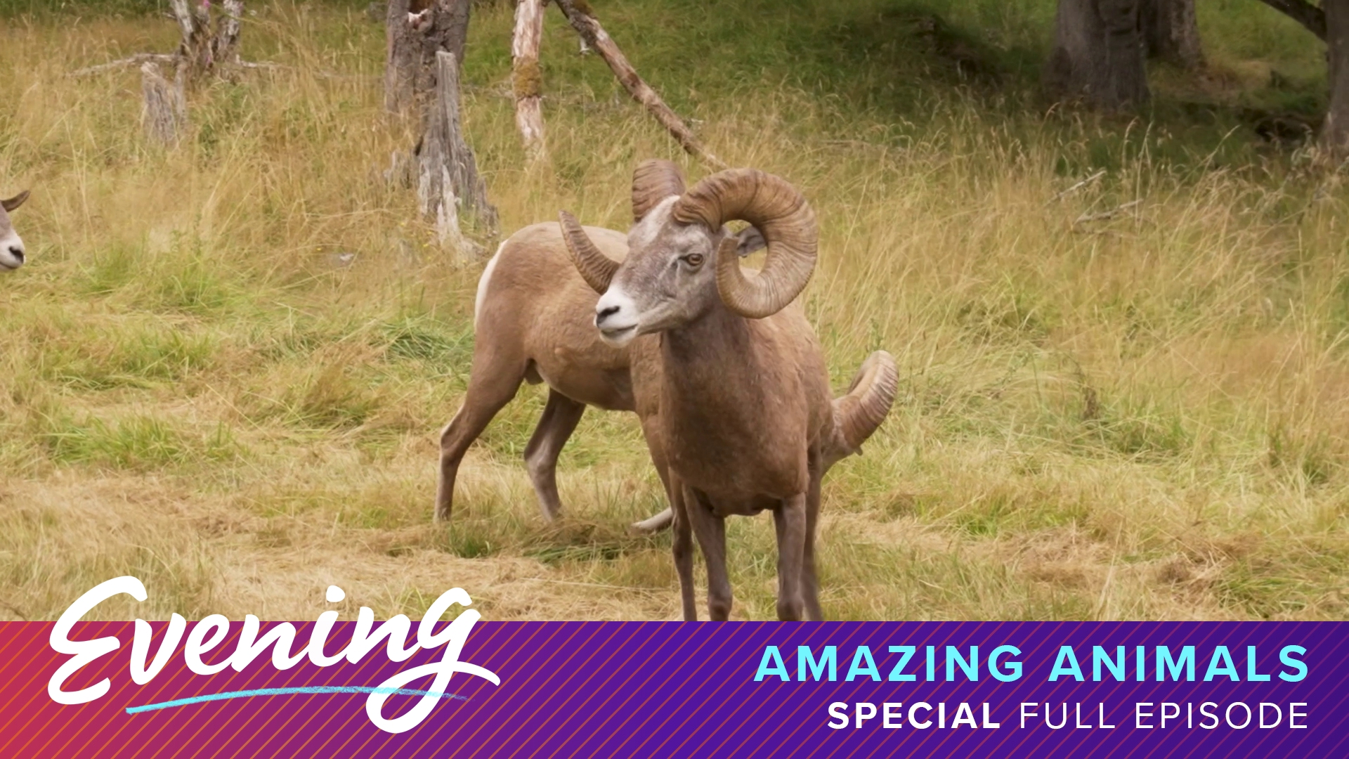 From grizzly bear tours to a lonely elk, Evening looks at all the animals that call the Pacific Northwest home. #k5evening