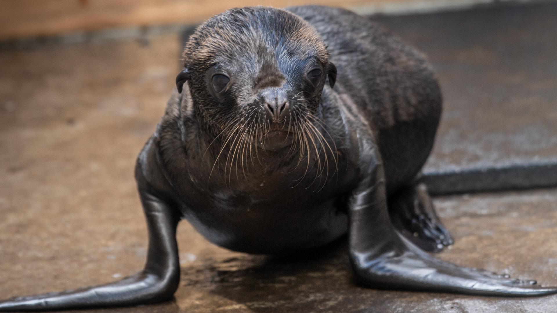 First sea lion pup born at Point Defiance Zoo & Aquarium in its 119-year history.