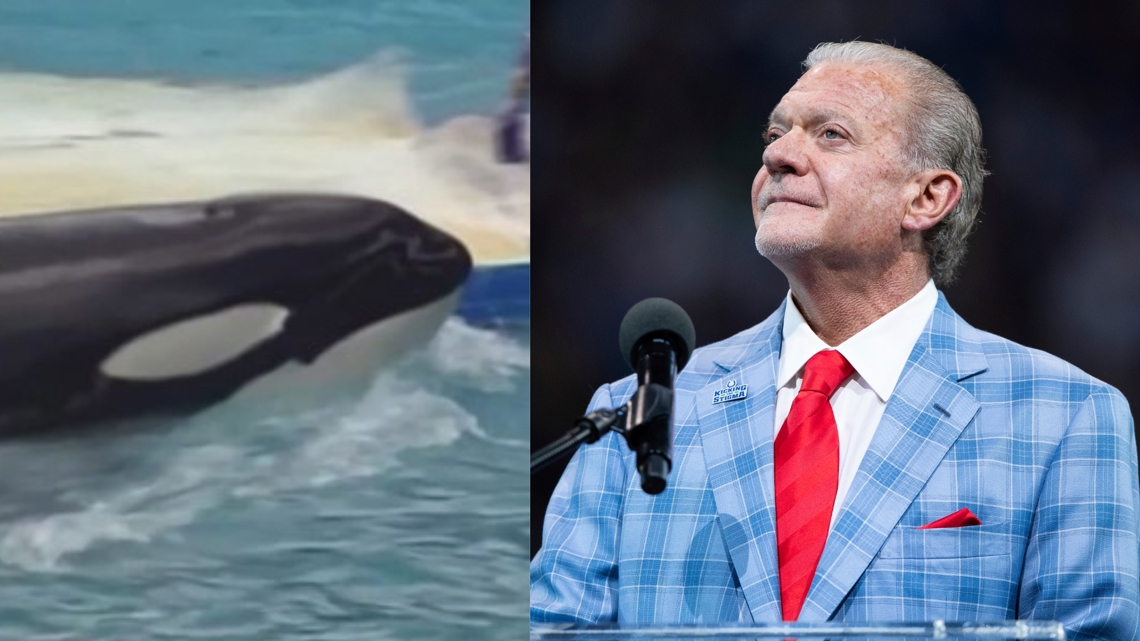 John Rey Orca Jim Irsay's connection to a famous Puget Sound orca | kgw.com