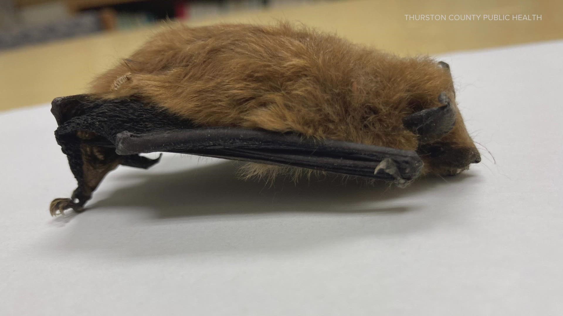 Family credits cat for killing rabid bat.