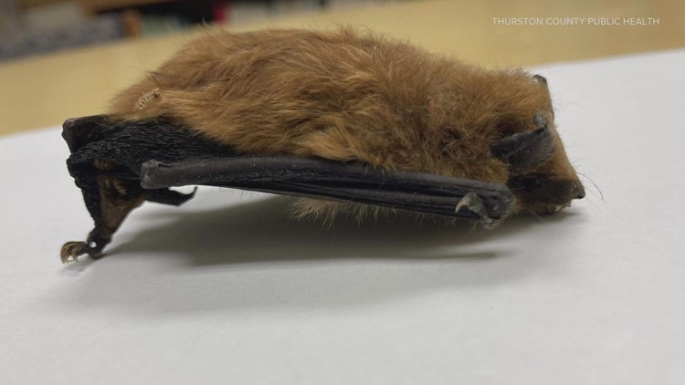 Rabid bat found in Olympia bedroom by couple