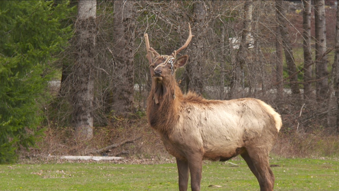 Packwood waits for elk with hammock on head to drop antlers - Vimarsana News