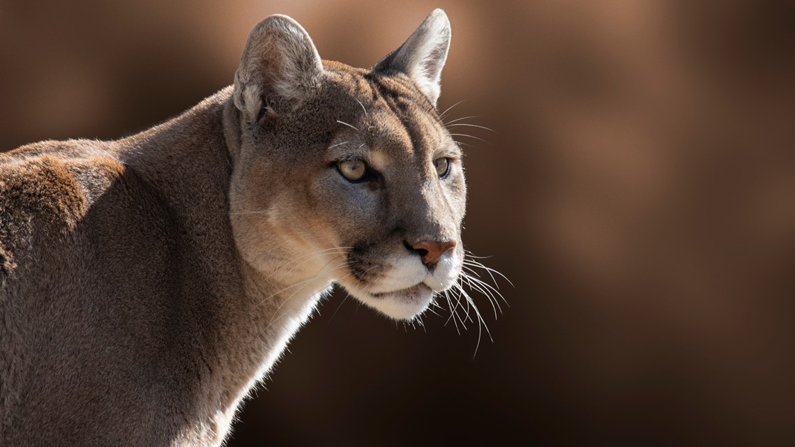 Research Shows Cougars On The Olympic Peninsula Are Isolated From Other Groups In Washington 