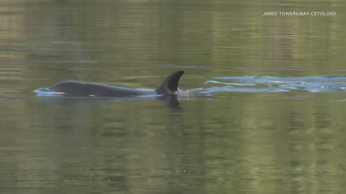 Rescue planning underway for stranded orca calf near Vancouver Island - Vimarsana News