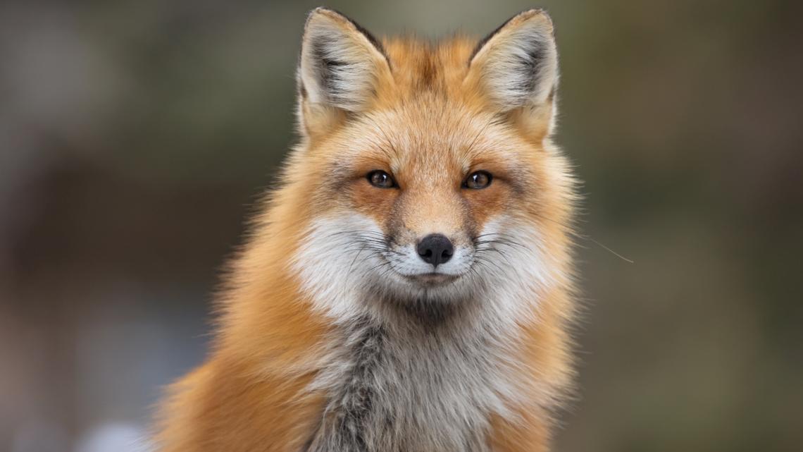 Rare fox tapeworm detected in Pacific Northwest for first time, can spread to humans and dogs