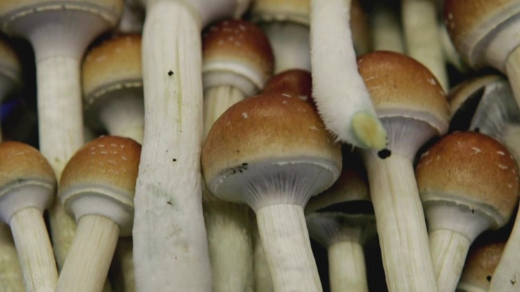 UW Medicine tasked with 'magic mushroom' research for mental health therapy: HealthLink