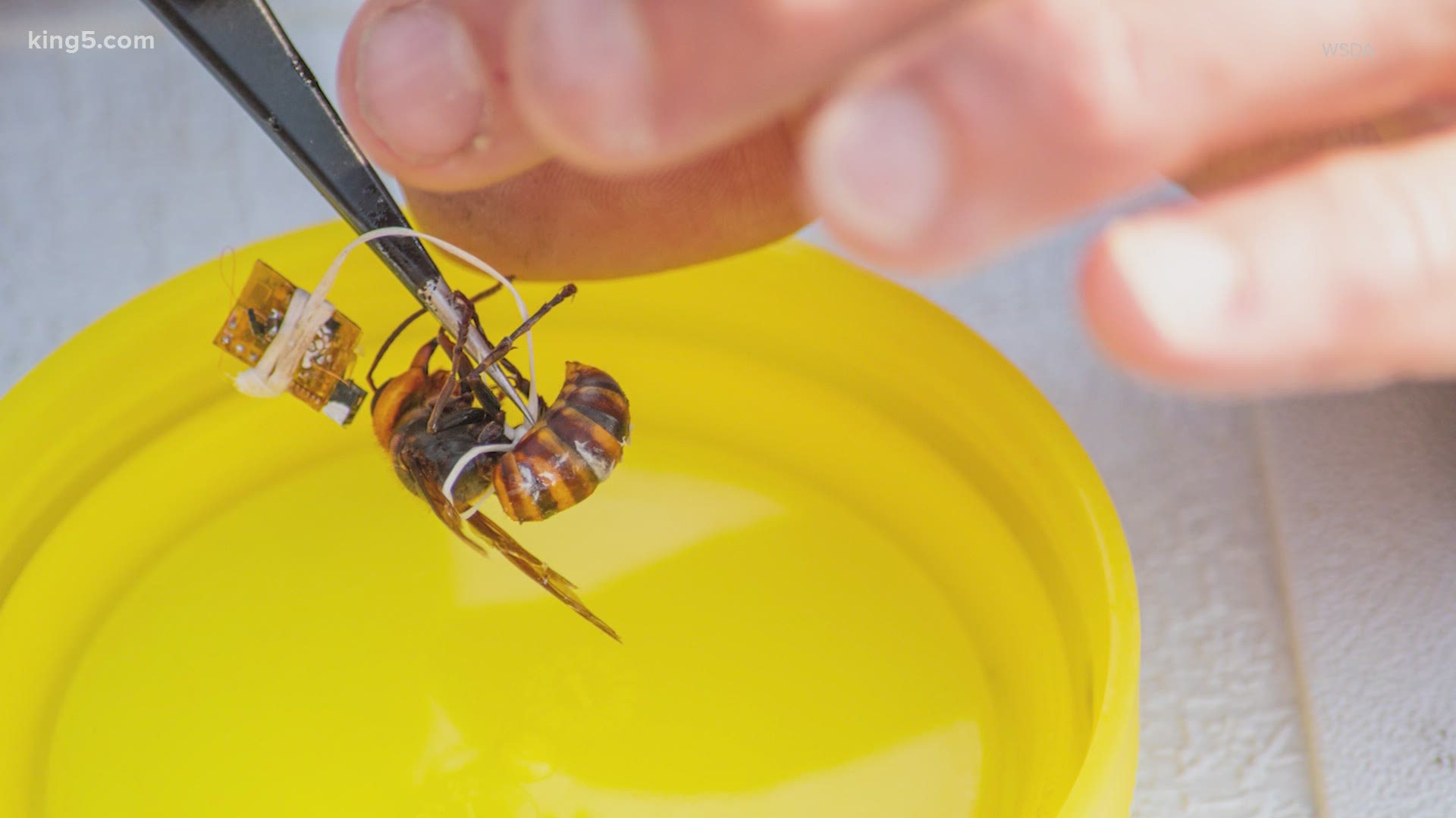 Though the invasive hornet was caught alive in Whatcom County, glue became stuck on its wing and it was unable to fly back to its colony.