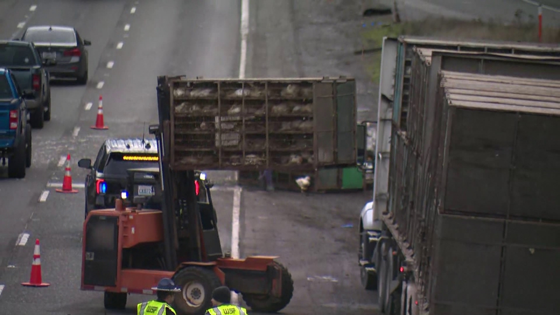 Driver of truck that crashed carrying live chickens cited for falling ...