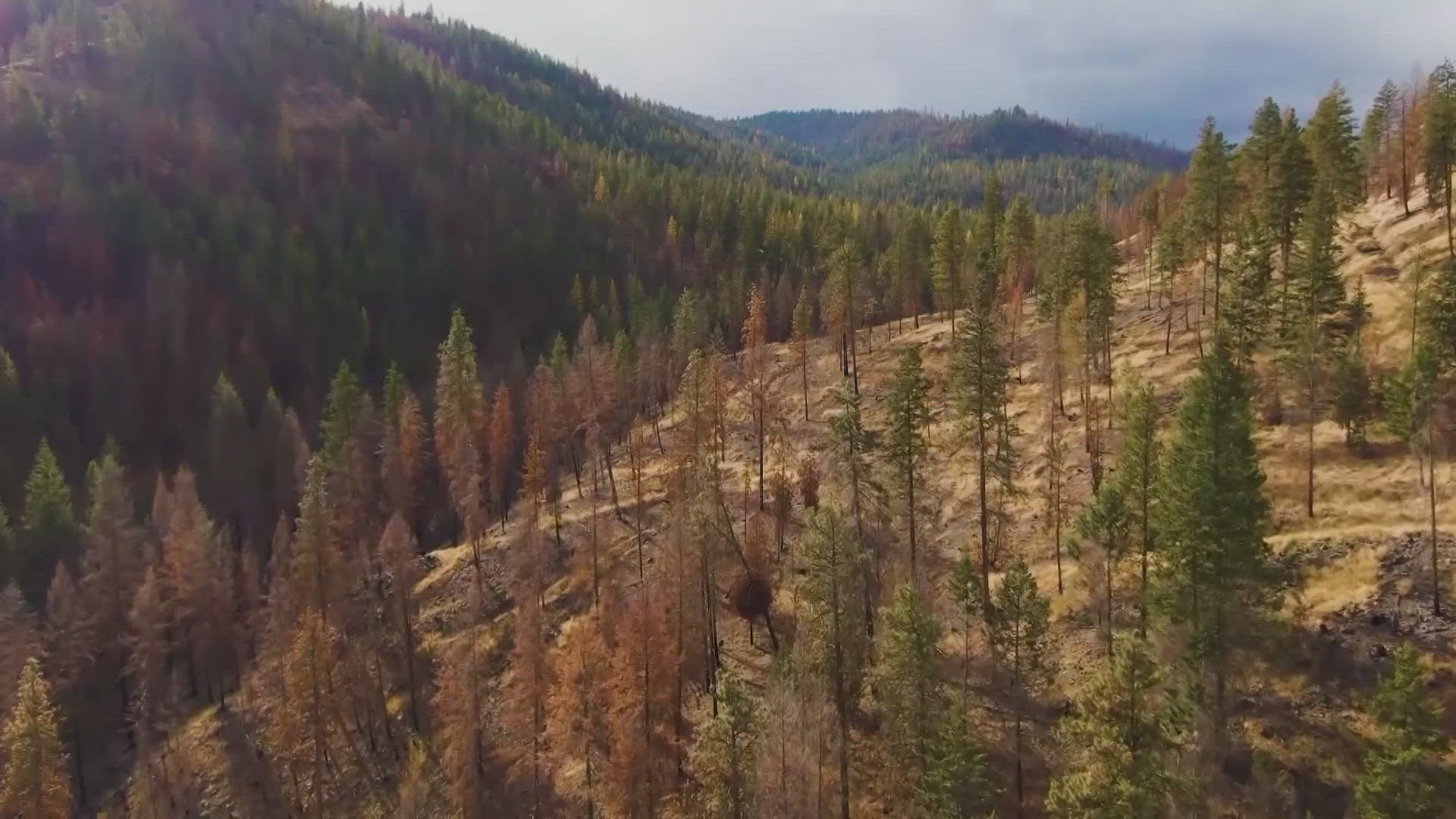 Washington’s warm and dry conditions set up concerning wildfire season ...