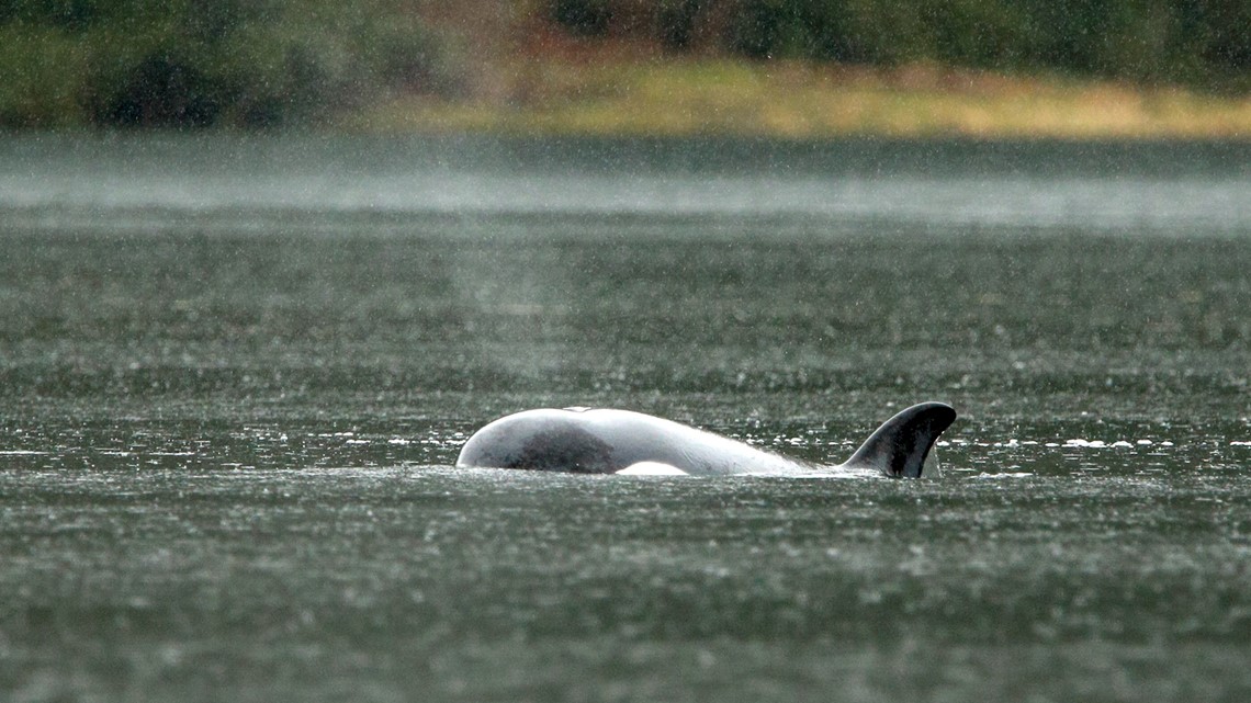 First attempt to rescue stranded orca calf is unsuccessful | kgw.com