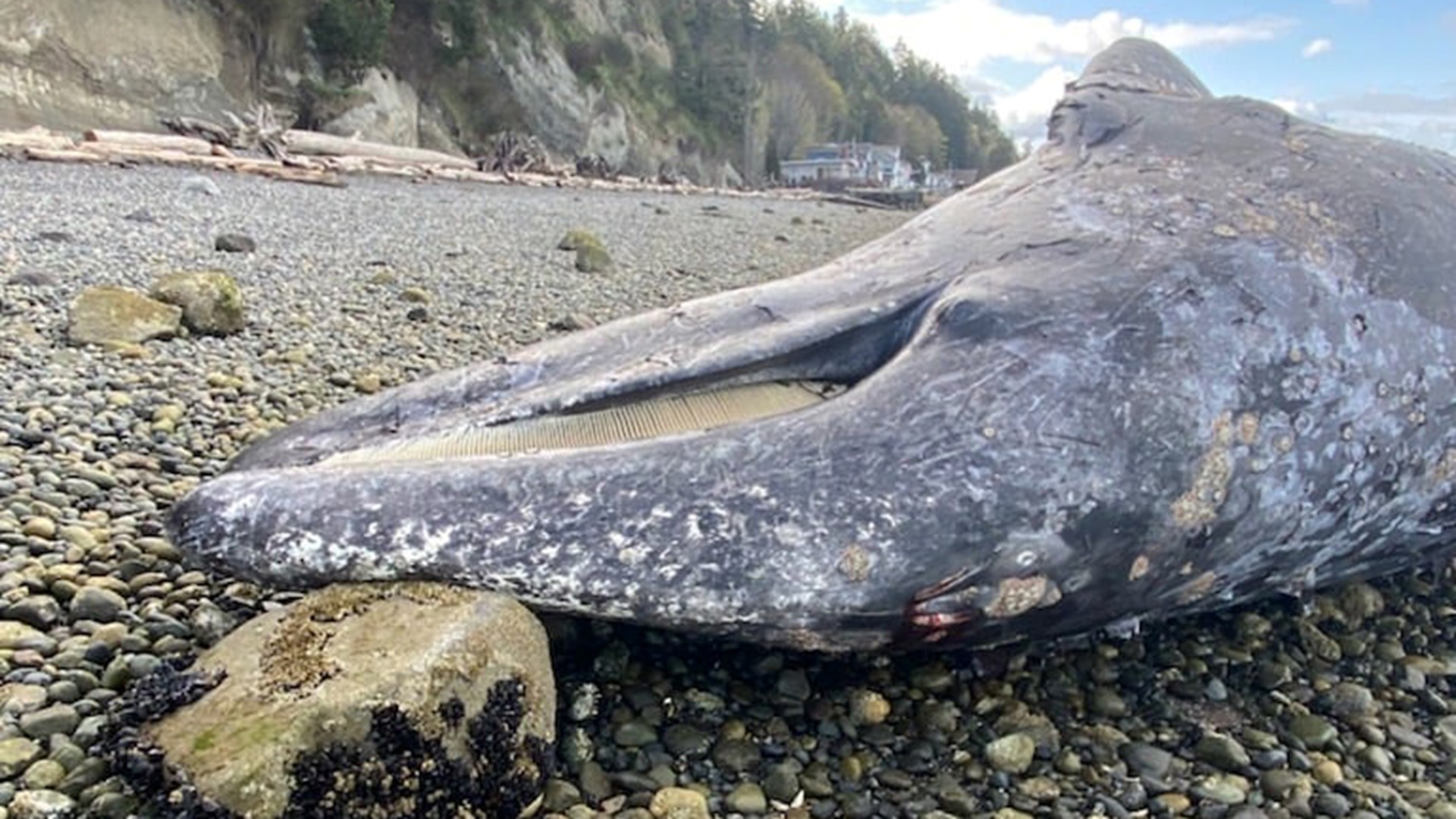 A 39-foot gray whale was found dead on the west side of Camano Island. Officials said malnutrition “was likely a significant factor to its mortality.”