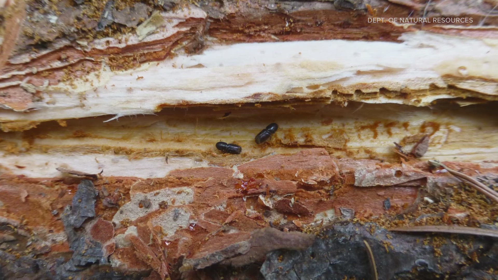 Tree-killing Bark Beetle Found In Seattle Metro Area 