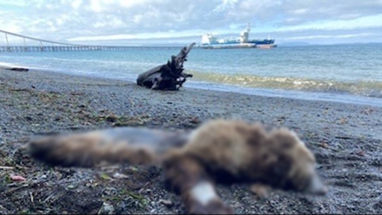 Dead grizzly bear washes ashore in Washington state