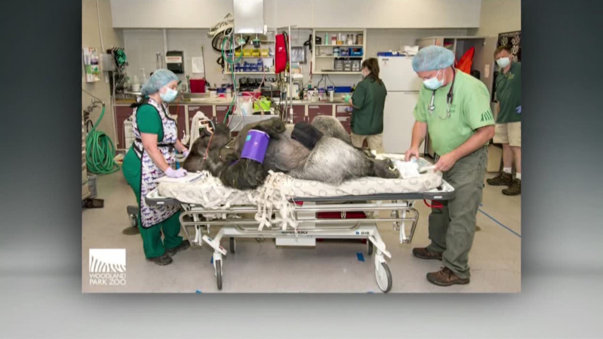 Seattle zoo gorilla gets life saving surgery from UW doctor