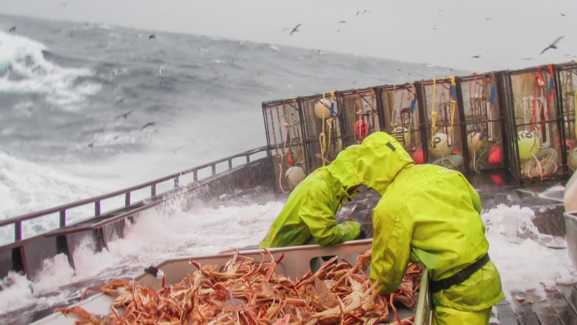 Crabbers who fish in Alaska say the closure of Bering Sea snow crab and Bristol Bay red king crab shows investments in industry sustainability are needed now.