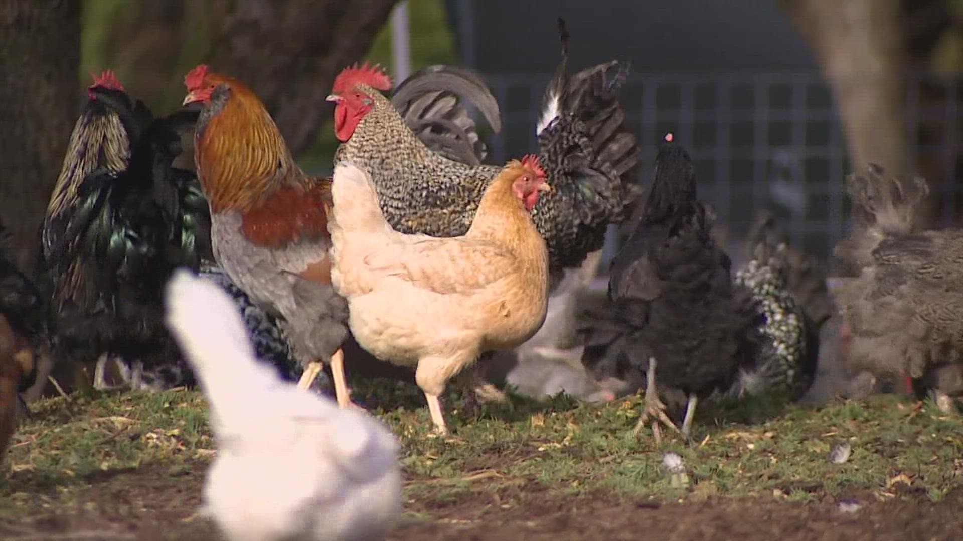 A Redmond farmer said while her flock hasn't been impacted by Avian Flu, other environmental factors have led to a dramatic drop in the number of eggs laid.