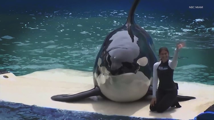 'She will become a symbol': Inside the fight to bring Tokitae home