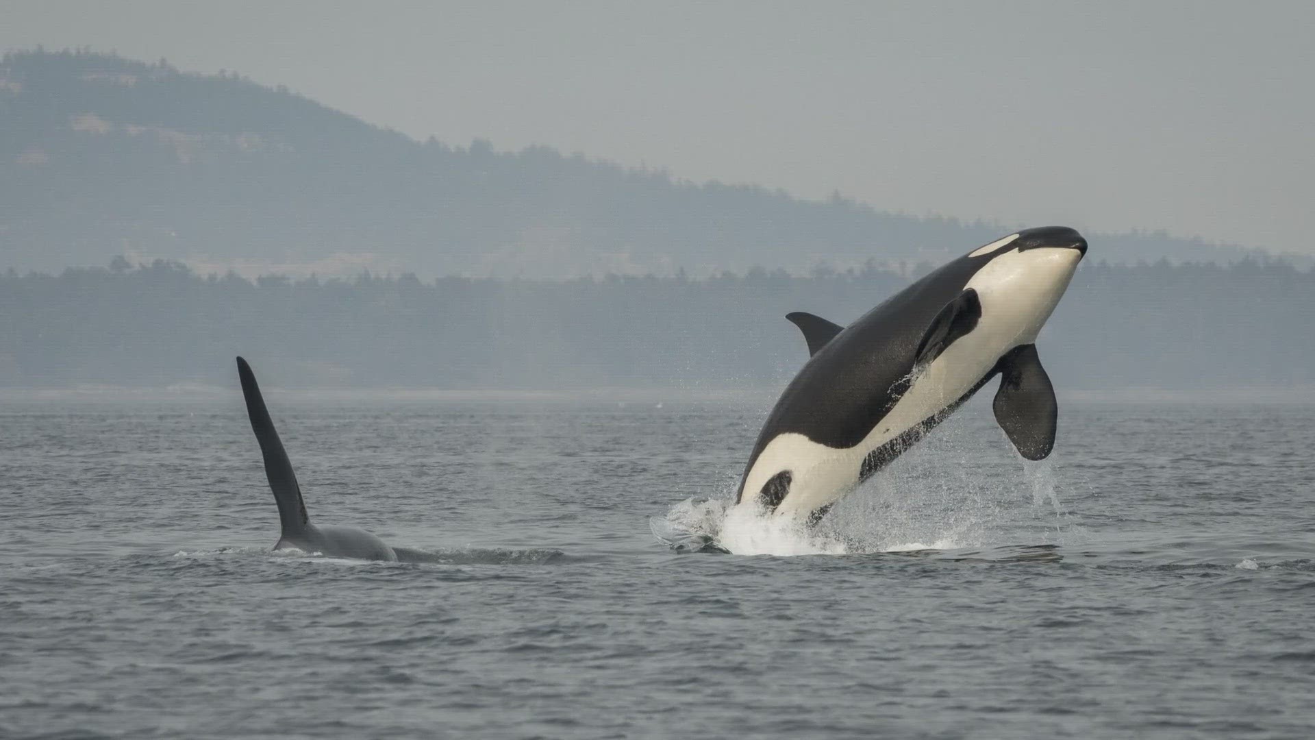 Unlicensed vessels would be required to stay 1,000 yards away from a Southern Resident orca beginning in January 2025. The bill now heads to Gov. Inslee's desk.