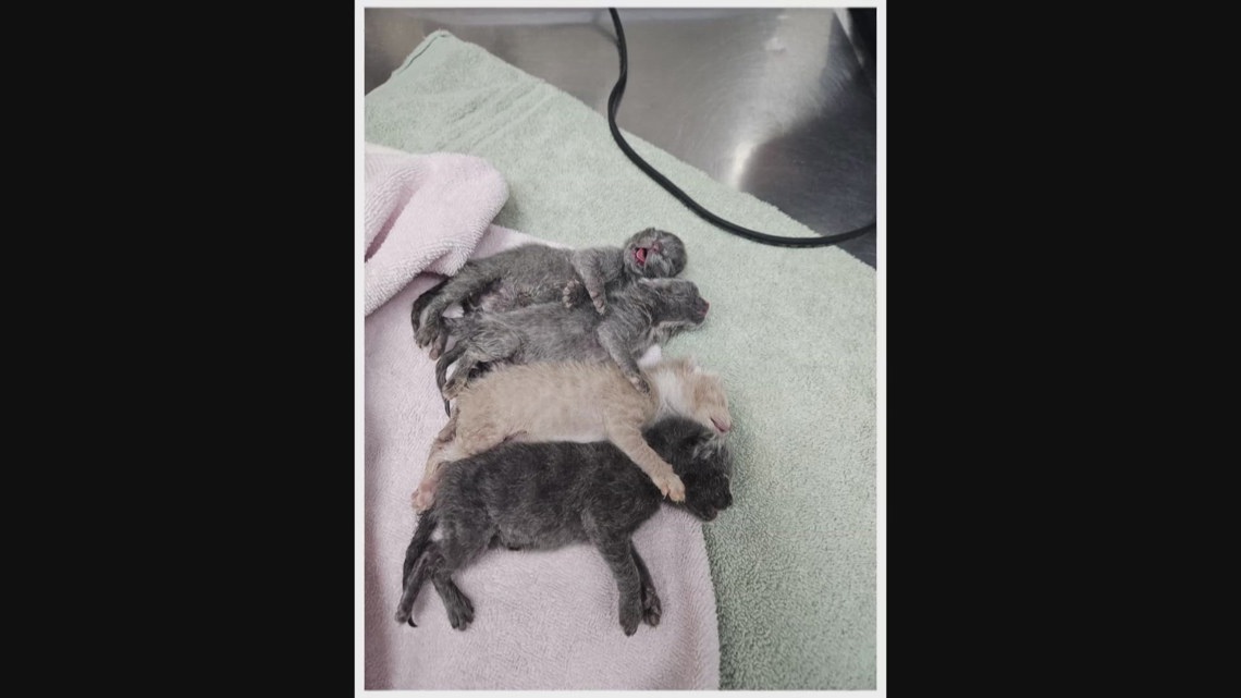 Humane saves kittens found 'lifeless and frozen stiff' in