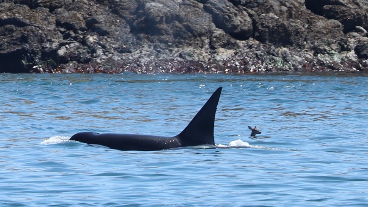 Deer swims past Bigg's orca in photo captured at Battleship Island in Washington state