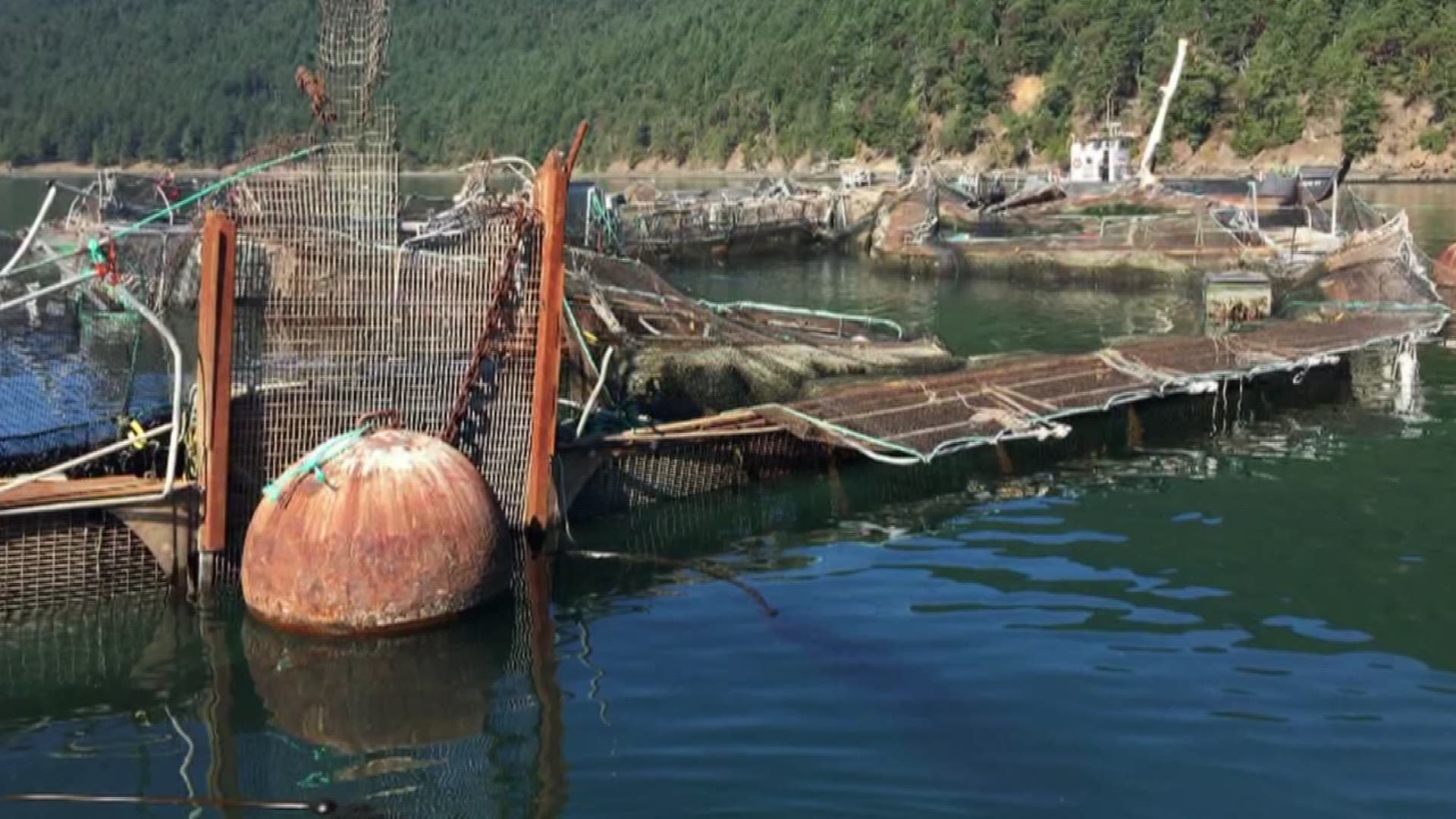 Environmentalists question eclipse explanation for huge salmon dump