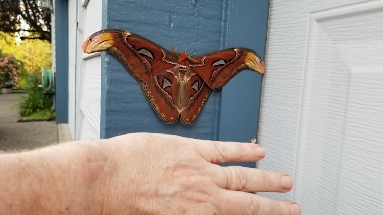 One of world's largest moths discovered in Washington