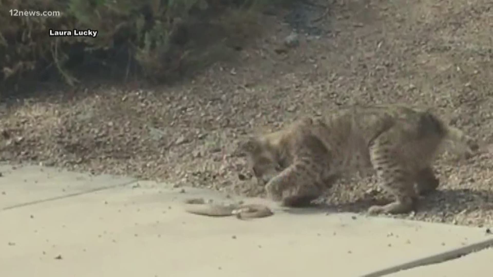 Arizona woman captures video of bobcat fighting a rattlesnake | kgw.com