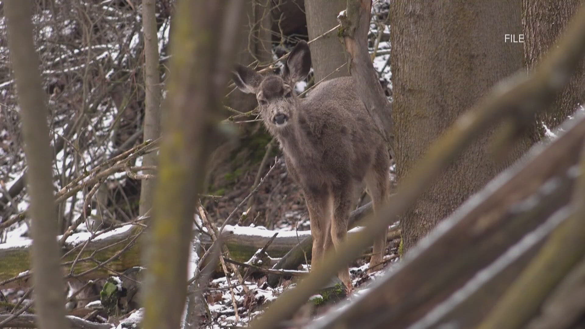 WDFW's new rules were adopted in an effort to keep Washington wildlife healthy.