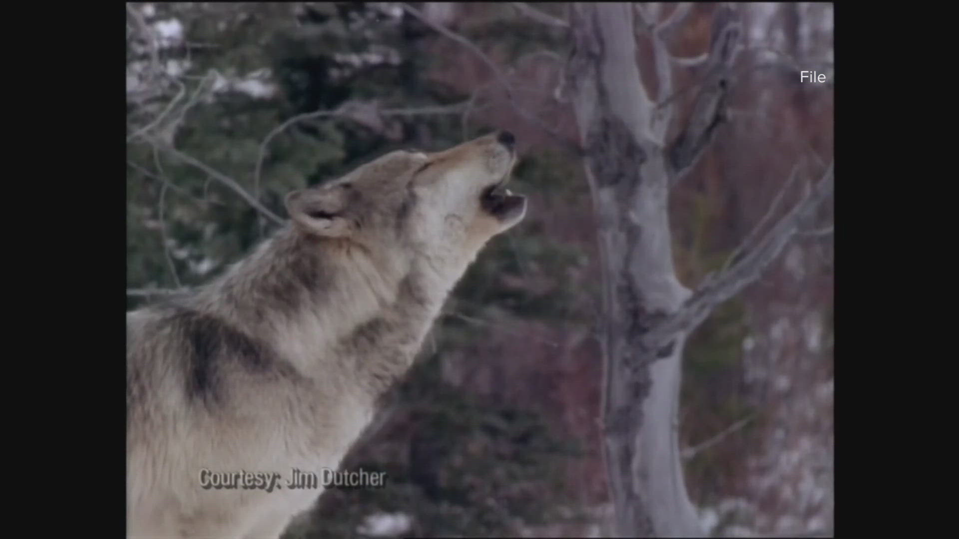 WDFW commission members will be in Spokane this weekend to hear from both the public and the local sheriffs' offices about how to deal with the predatory animal.