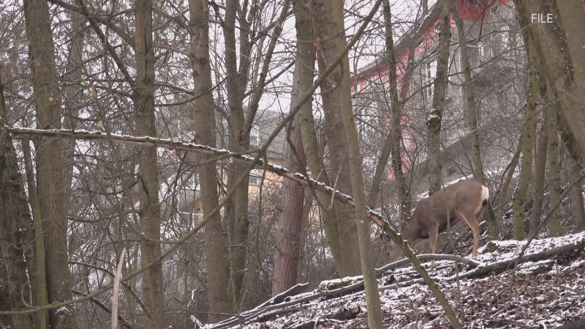 The deer infected with the plague was found on private property in Custer County.