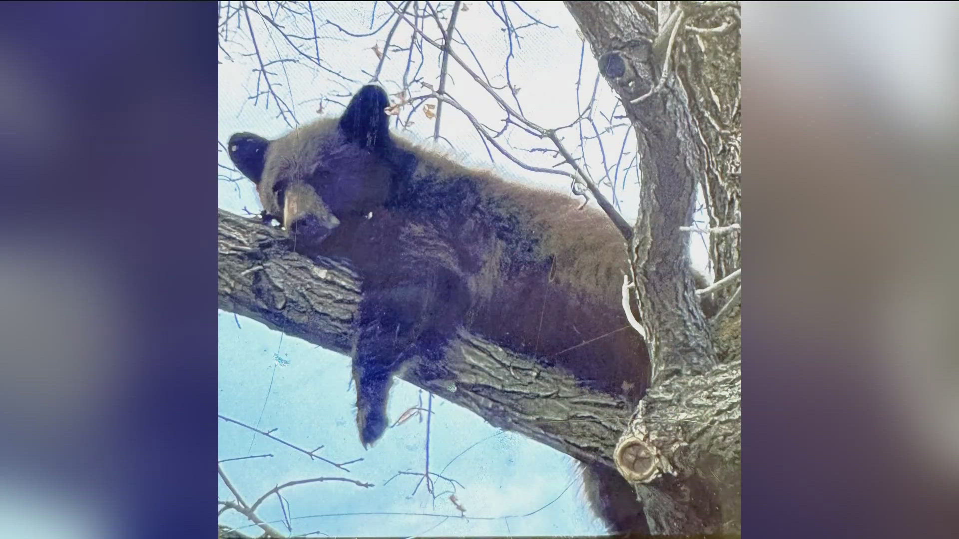 Idaho Fish and Game said the black bear cub started its journey in the Salmon National Forest and ended up more than 120 miles away in Hailey. 