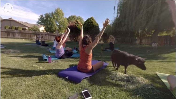 208 Redial: Goat yoga stretches into Treasure Valley, now on social media