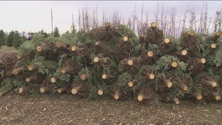 Boise Christmas tree lot left with hundreds of unsold trees