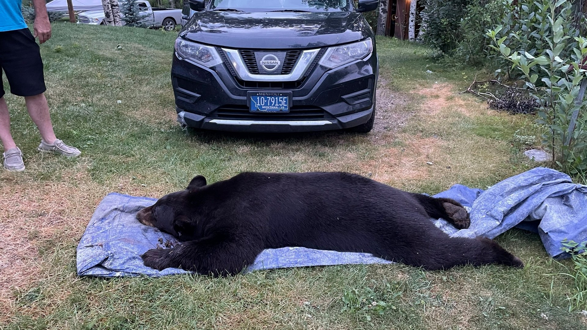 Breaking News: Black Bear Shot After Sevierville Home Invasion - ila5ft4