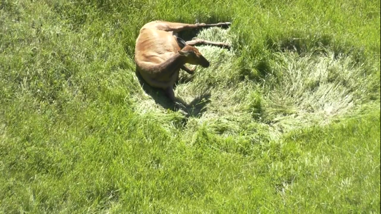 CPW workers to evaluate pregnant elk on Lookout Mountain