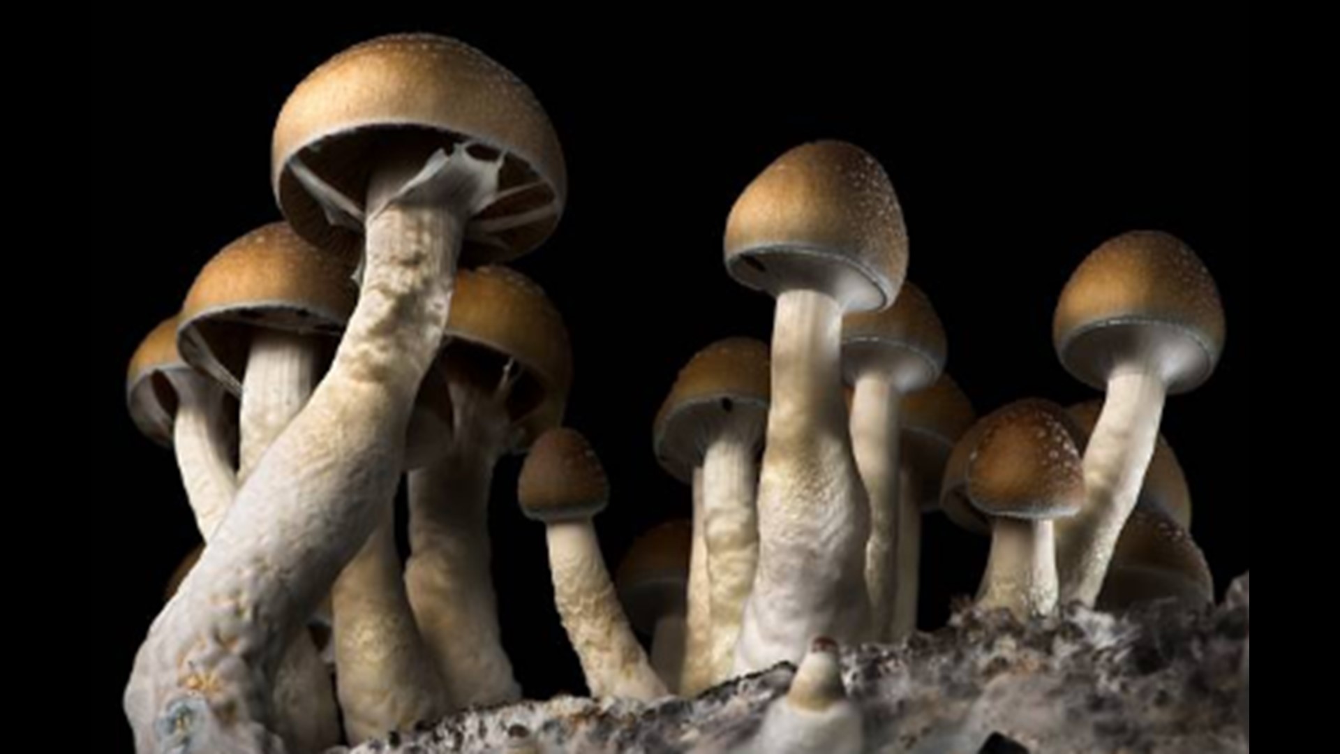 Denver will become the first city in the country to decriminalize the use of psilocybin mushrooms.