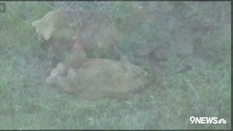 VIDEO | Cow Elk in labor atop Lookout Mountain