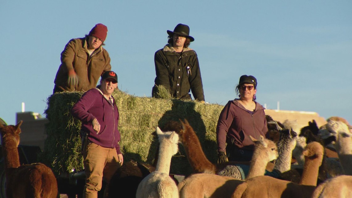 Tenacious Unicorn Ranch a safe haven for trans community, alpaca