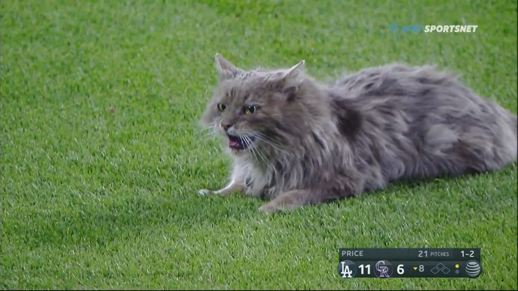 A cat stole the show at Friday's Rockies game