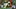 The likelihood of Ty Thompson starting for Oregon Football is dropping, not 0 | Oregon Ducks Podcast