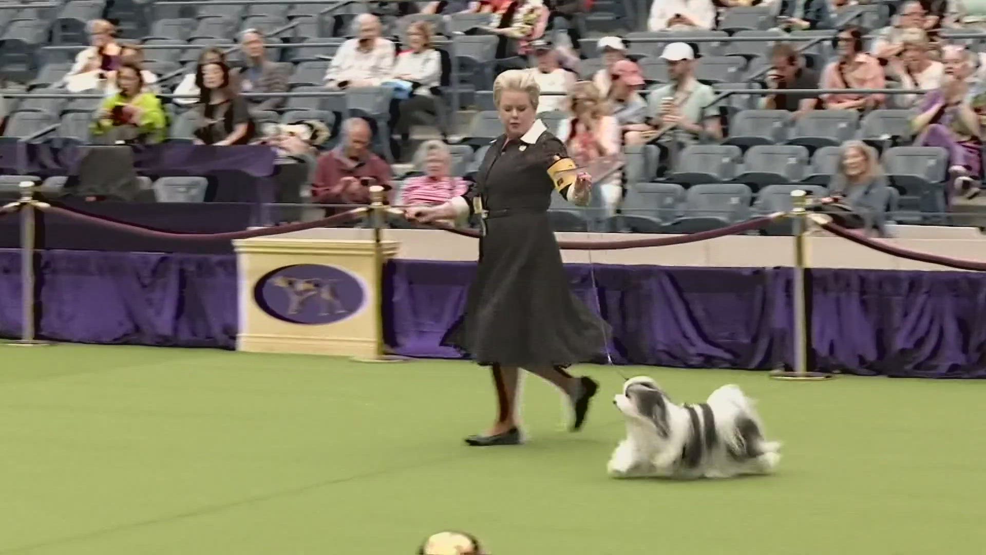 what dog was best in show 2019