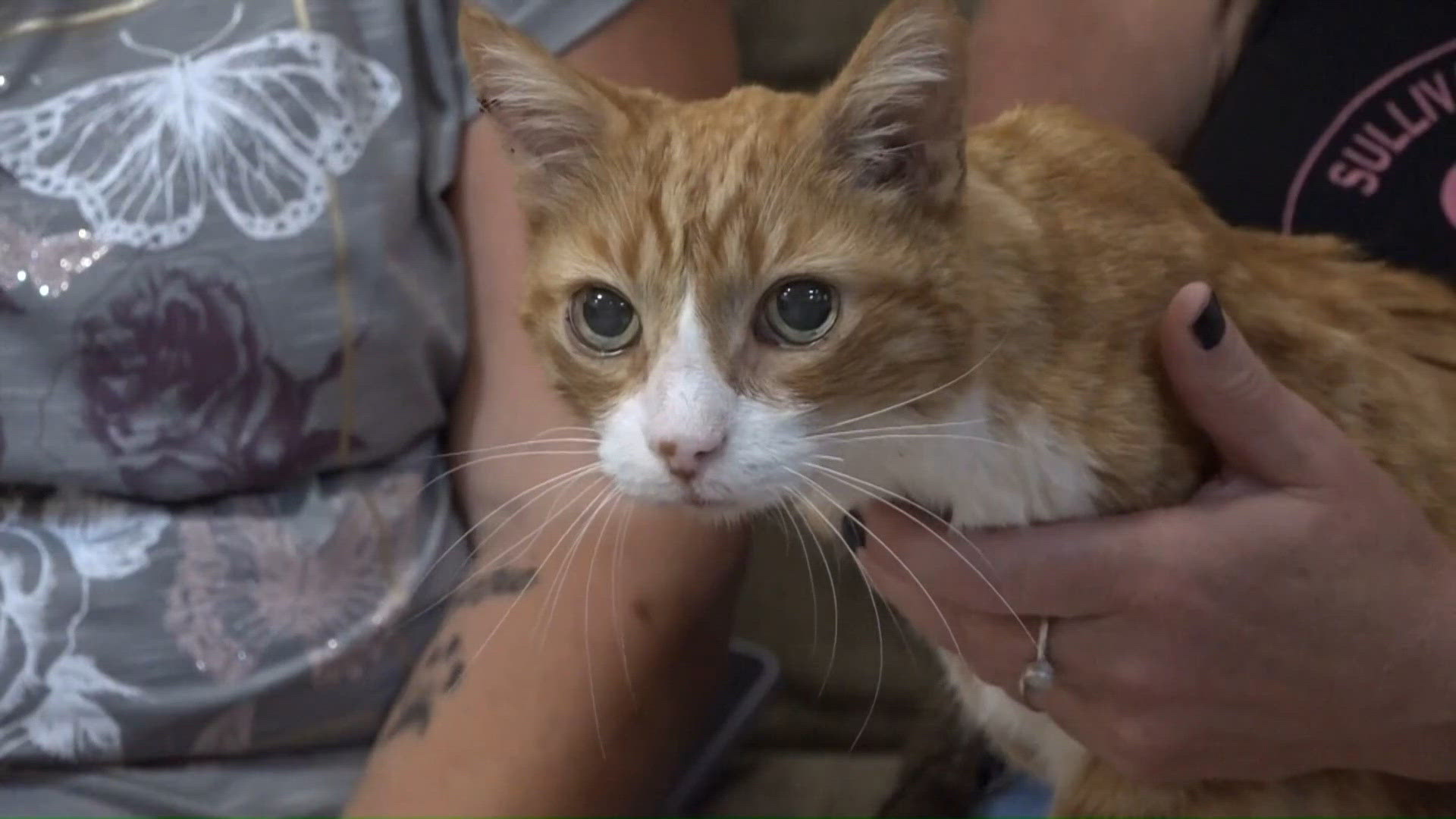 'My childhood best friend': Maine woman reunites with missing cat more than 5 ye...