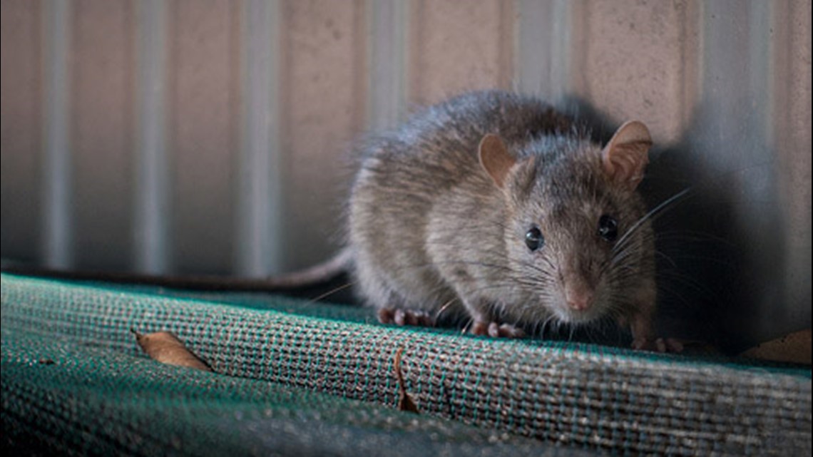 Rat years to human years: How old is my rat? - RatCentral