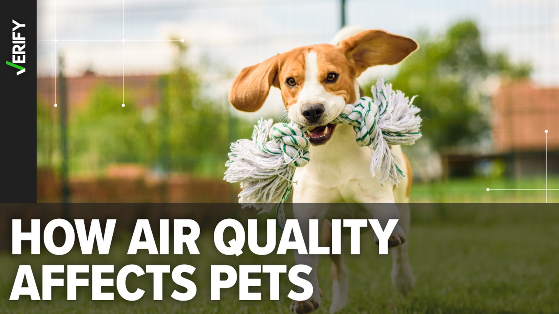 Poor air quality can irritate your pet’s eyes and respiratory tract. We VERIFY ways you can keep your pet safe from wildfire smoke inside and outside of your home.