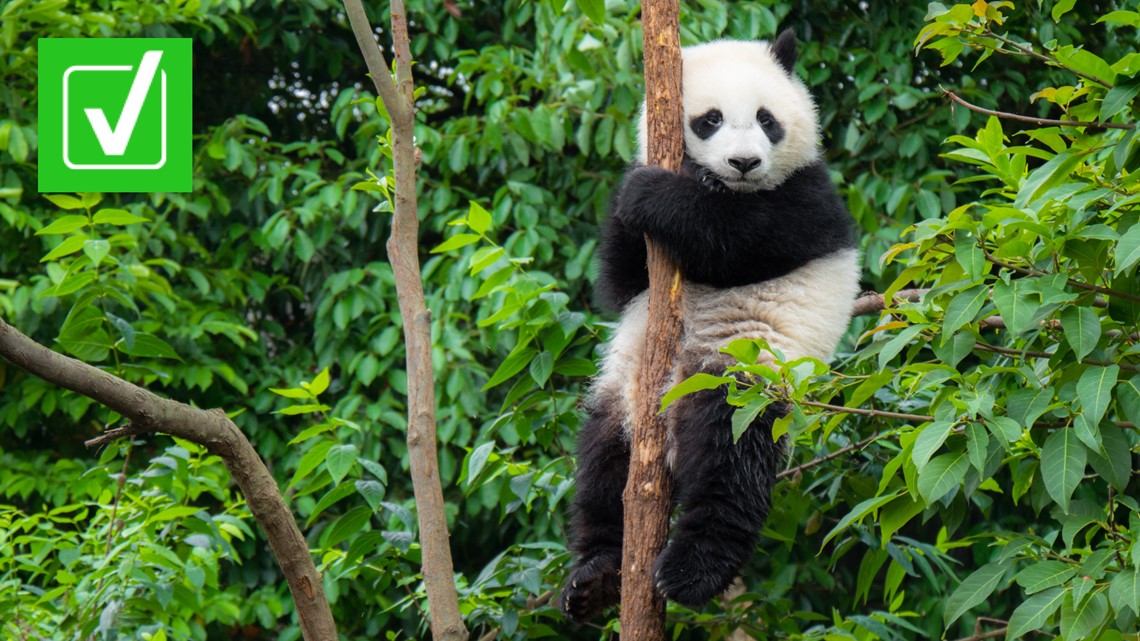 Asia's neglected bears buckle as giant pandas hog conservation spotlight, News, Eco-Business