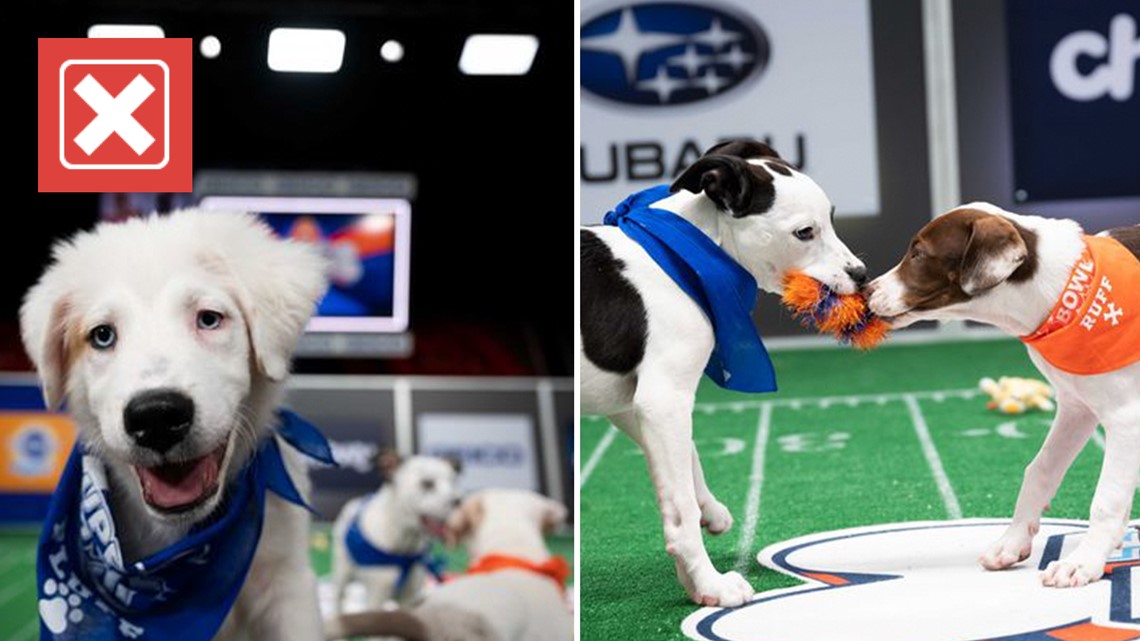 Where to watch and stream the 2023 Puppy Bowl XIX 