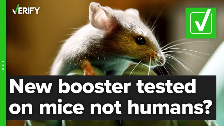 Yes, the updated omicron booster shots were tested on mice, not humans, before authorization