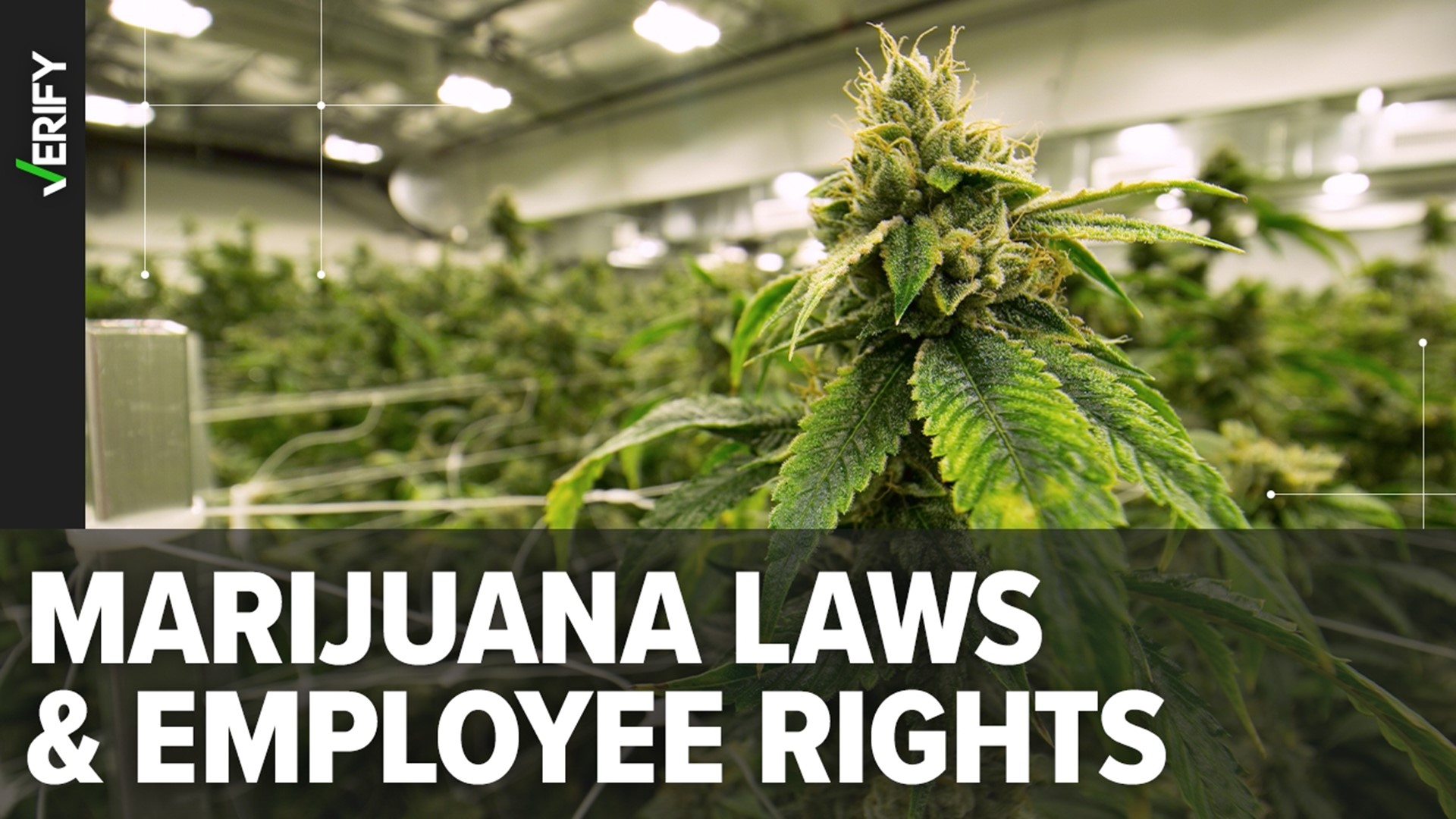 Some workers who use marijuana in states where recreational use has been legalized are protected from disciplinary action by their employers, while others are not.